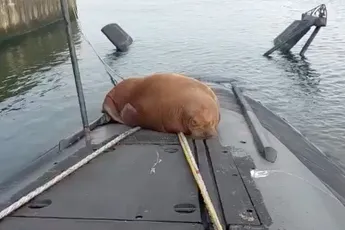 Verzin je niet: Walrus slaapt in Den Helder op duikboot van de Walrusklasse