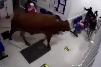 Komt een koe bij de dokter…