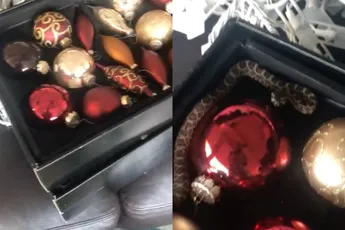 Ratelslang tussen de kerstballen