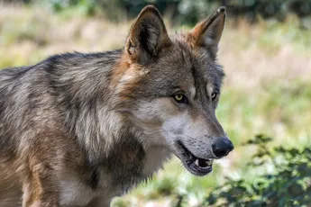 Dorpje Diever in Drenthe heeft een nieuwe inwoner: Wolf meerdere malen gezien