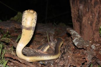 Giftige cobra bijt 47-jarige Nederlandse man tijdens safari in geslachtsdeel