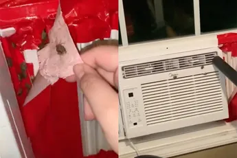 Mensen hebben nogal last van Bruin Gemarmerde Stinkwantsen in de airco