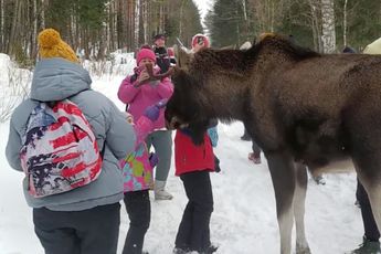 Eland valt toeristen aan na advies om het beest met rust te laten