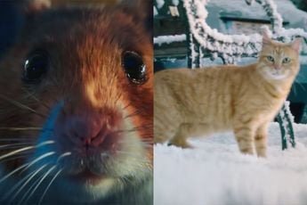 Albert Heijn kerstcommercial 2021: Het kleinste grootste liefdesverhaal van het jaar