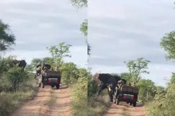 Boze olifant valt voertuig aan van toeristen in Zuid-Afrikaanse Selati Game Reserve