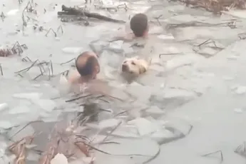 Spaanse agenten zijn helden: Springen halfnaakt ijskoud water in om hond te redden