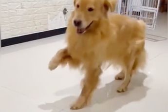 Als je Golden Retriever je na gaat doen na een incidentje