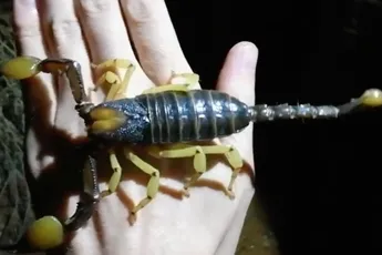 Lekker flexen met een reuze schorpioen