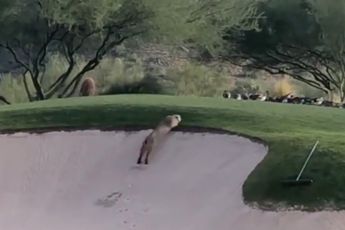 Bobcat vangt eend op golfbaan in Arizona