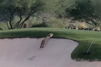 Bobcat vangt eend op golfbaan in Arizona