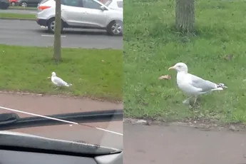 Meeuw gaat los op Happy Hardcore hit "I Wanna Be A Hippy" Van Technohead