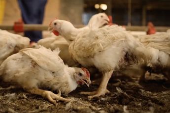 Eet smakelijk: Een kijkje in de Amerikaanse goedkope kip industrie