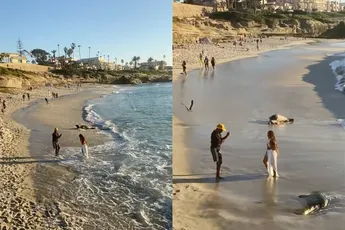 Influencers zo druk met maken van 'content' dat ze zeeleeuw niet zien