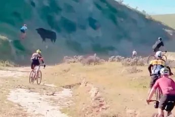 Bizon laat veldrijder even weten wie de baas is op de berg