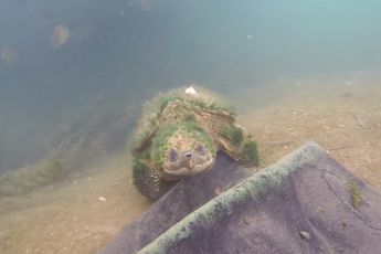 Duiker vindt schildpad die waarschijnlijk wel het een en ander te vertellen heeft