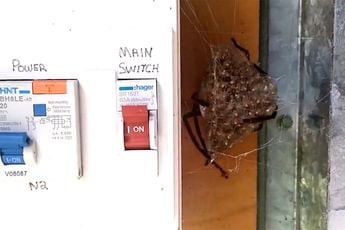 Huntsman spinnetje heeft een nestje in de meterkast