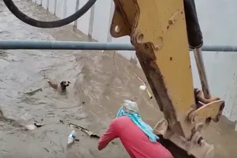 Bouwploeg in Ecuador legt werk even neer om viervoeter te redden