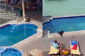 Zeeleeuw op Galapagoseilanden steelt ligbed van man