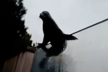 Zeeleeuw ontsnapt bijna uit metershoog verblijf in Diergaarde Blijdorp