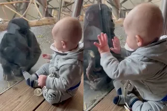 Je ah-what-cute moment van de dag: Kind en aapje maken kennis met elkaar