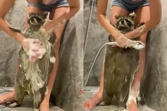 Wasbeer wassen is om meerdere reden best aangenaam