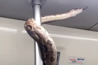 Iemand was zijn boa constrictor vergeten in de metro van St Petersburg