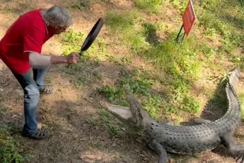 Hoe je een zoutwaterkrokodil wegjaagt in de Northern Territory van Australië