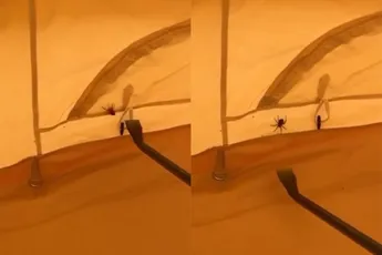 Daarom moet je nooit een spin proberen dood te slaan in je tent