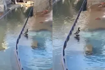 Eend gaat op verkeerde plek zitten en maakt deel uit van ruimtevaartprogramma