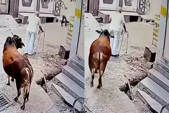 Loop je al moeilijk, neemt heilige koe je ook nog eens te grazen