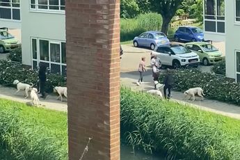 Ondertussen in Papendrecht: Hond bijt kat dood en baasje loopt lachend door