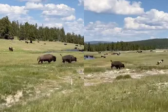 Vrouw achterna gezeten door een bizon