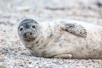 Vrouw die zeehond fotografeert op strand Bloemendaal overreden door dierenambulance