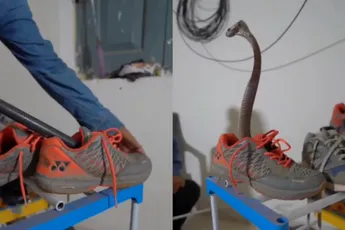 Dame weet pissige cobra netjes uit schoen te vissen