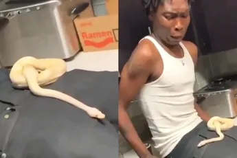 Stoere bink toch niet zo stoer met slang op schoot