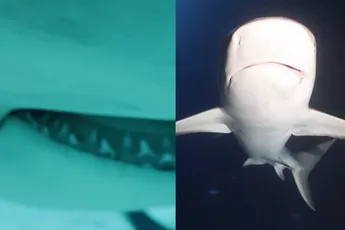 Duiker spot belachelijk veel haaien die niet bepaald schuw zijn