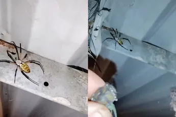 Man voert krekel aan een spin, spin laat snelheid van inpakken zien