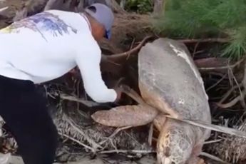 Gigantische zeeschildpad kreeg hulp van held zonder cape