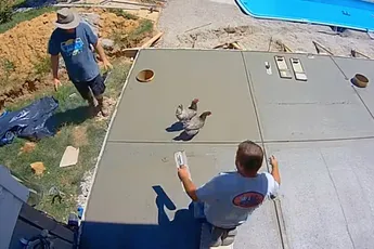 Kippen bezorgen betonploeg overuren