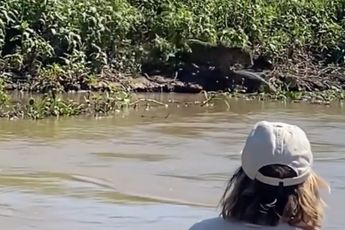 Jachtluipaard vist krokodil uit het water