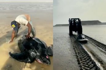 Marokkaanse helden zonder cape redden leatherback schildpad