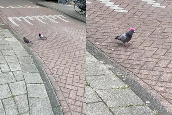 Duif doet ook 'gezellig' mee met Pride Amsterdam