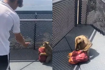 Rots van Gibraltar bezoeken kan ook van het lijstje geschrapt worden