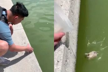 Schildpad terug in het water helpen eindigde in een oeps