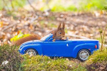 Belgische fotograaf maakt bijzondere foto's van eekhoorns