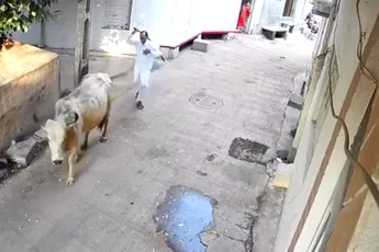 Heilige koe heeft geen zin om slecht behandeld te worden en neemt wraak