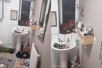Niet in paniek raken, maar er zit een vos in de badkamer