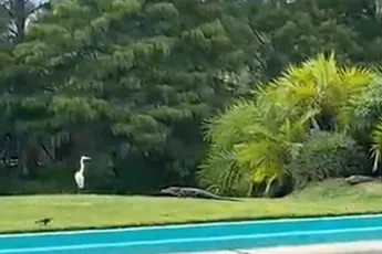 Plot twist voor alligator die reiger op het menu had