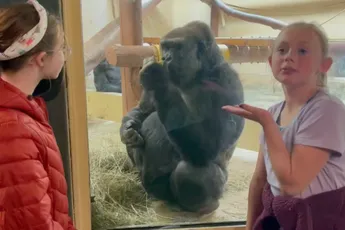 Gorilla “Bob” heeft het helemaal gehad met de bakvissen voor zijn raam