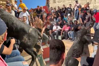 Stier neemt toeschouwer te grazen op tribune tijdens festival in Frankrijk